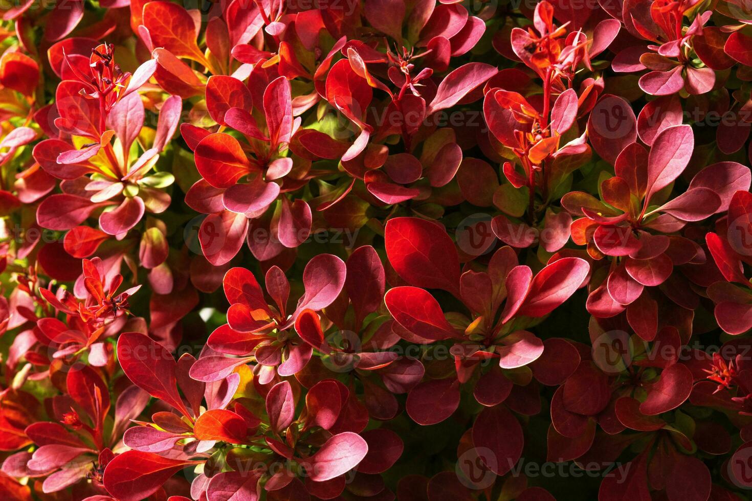 color alcanzar rojo hojas de decorativo planta foto