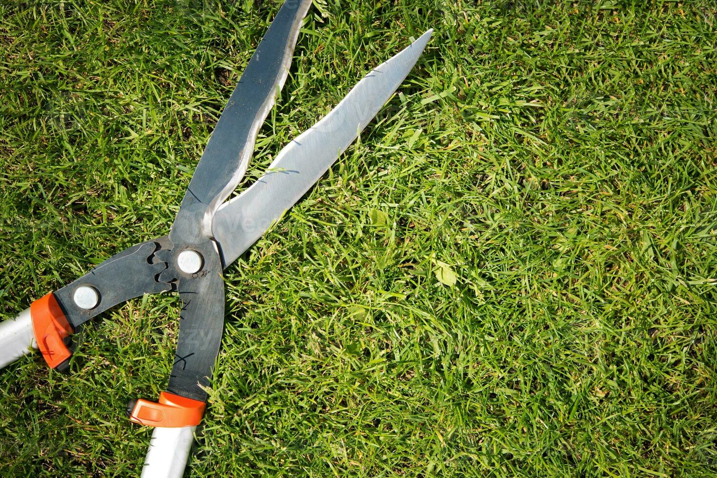 Gardener Scissors on the Grass photo