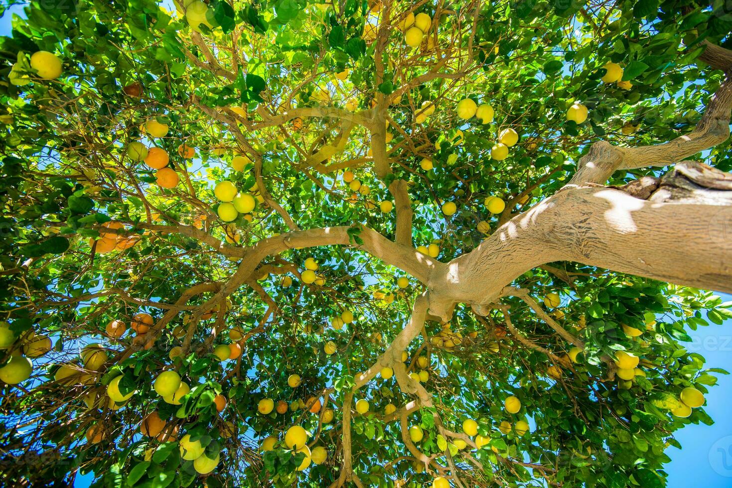 Oranges on the Tree photo
