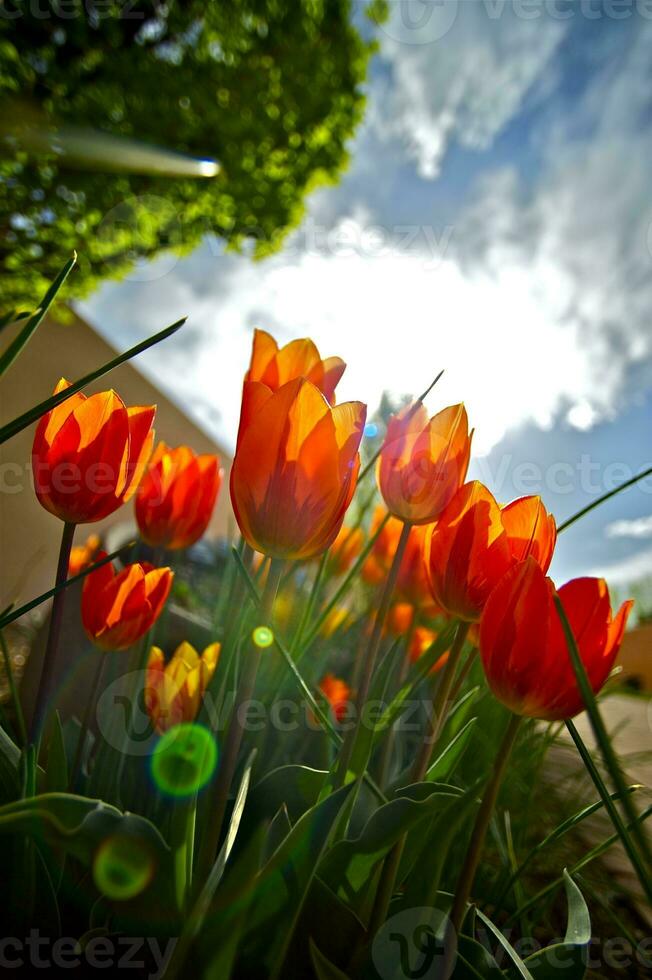 Red Tulips Garden photo