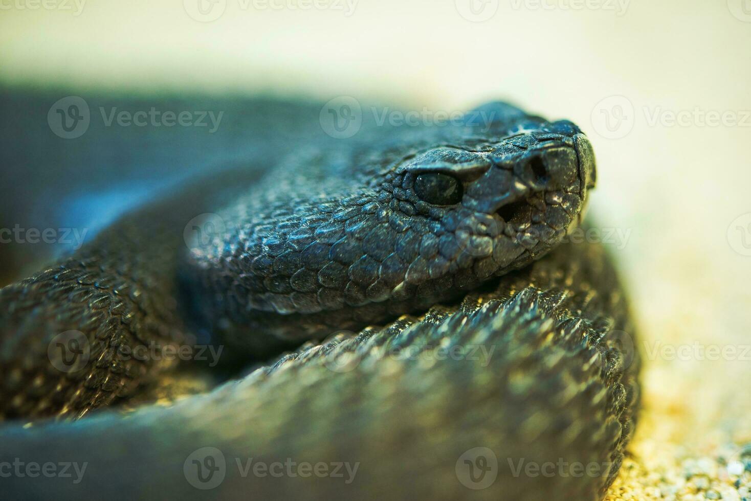 Red Diamond Rattlesnake photo