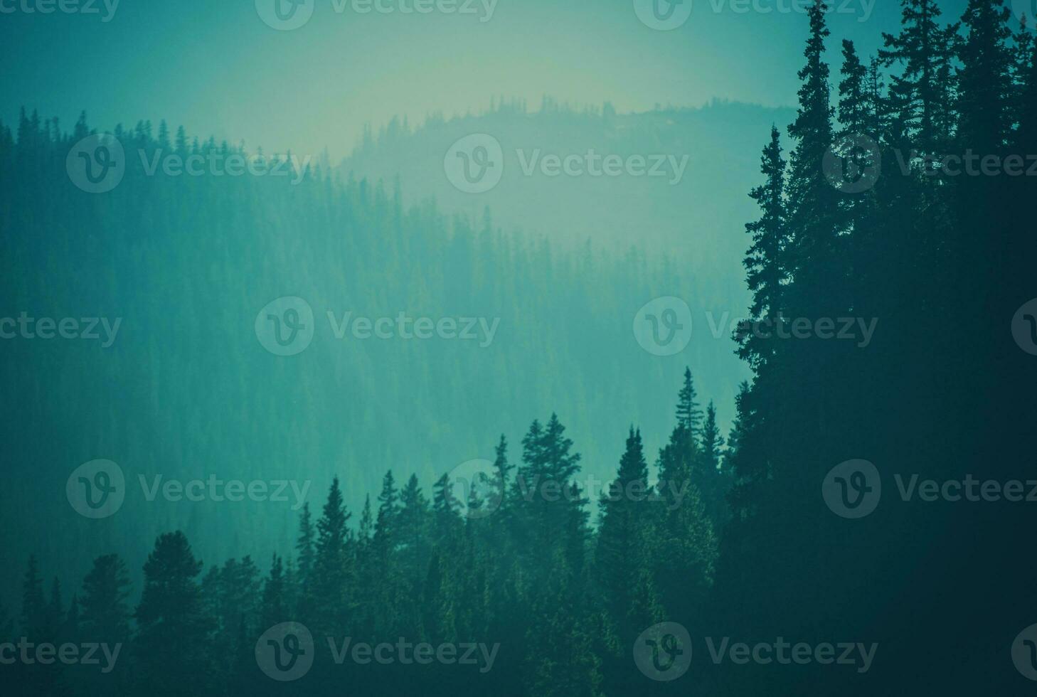 Colorado Woodland Landscape Background photo
