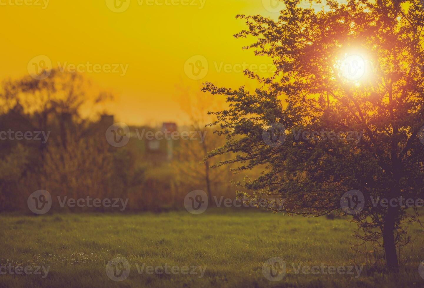 puesta de sol y el arbol foto