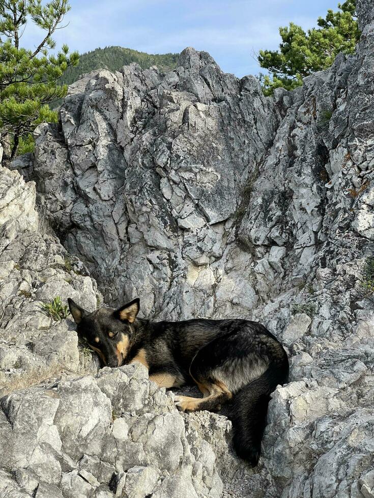 Homeless dog sleeps on the slope of a rocky mountain photo