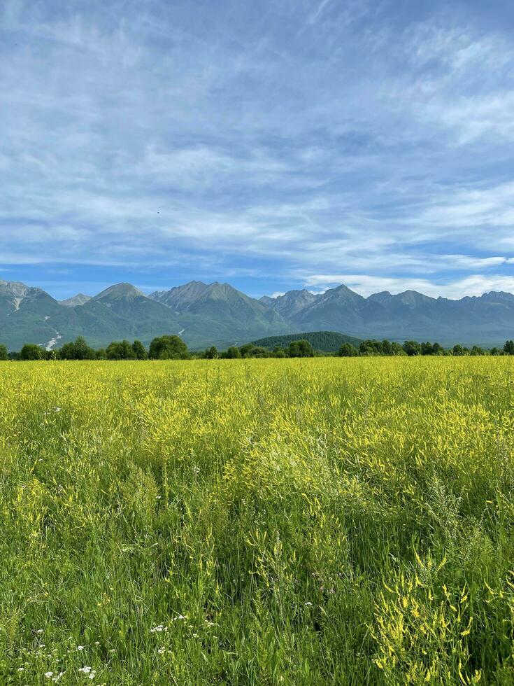 ver en campo de floreciente salvaje flores en tunca Valle en contra antecedentes de oriental decir montañoso. verano viaje en buriatia, Rusia. foto