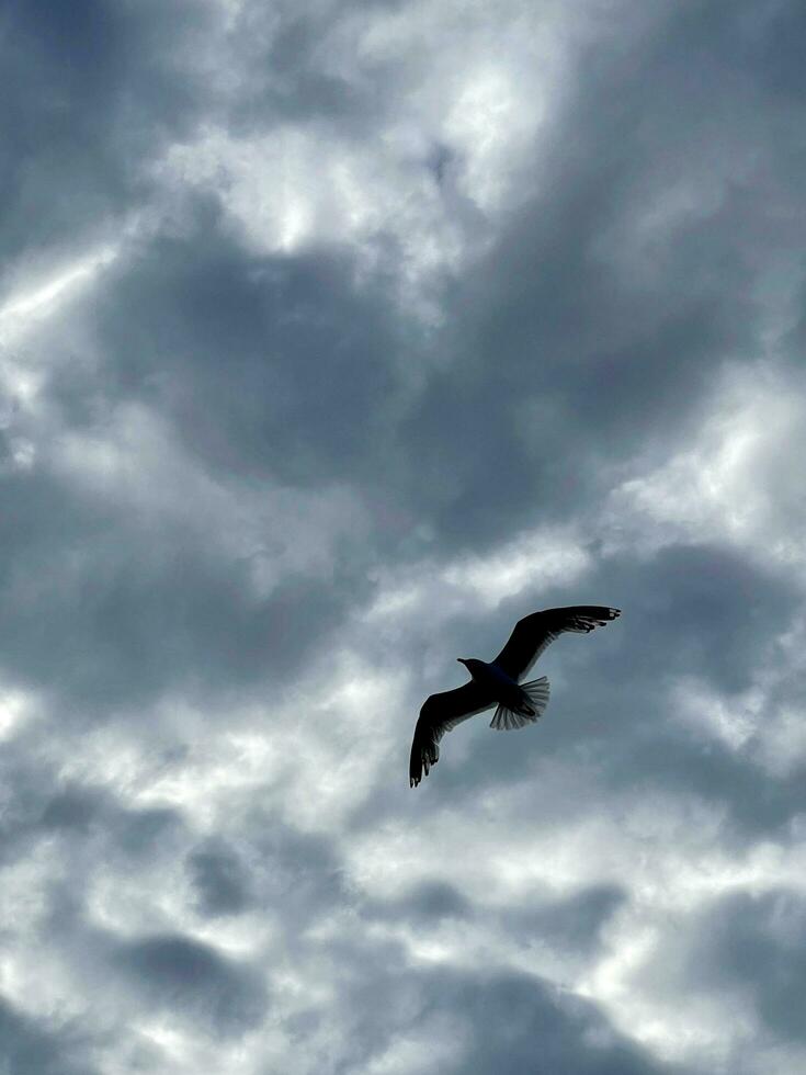 Silhouette of a seagull on the background of the sky in the clouds photo