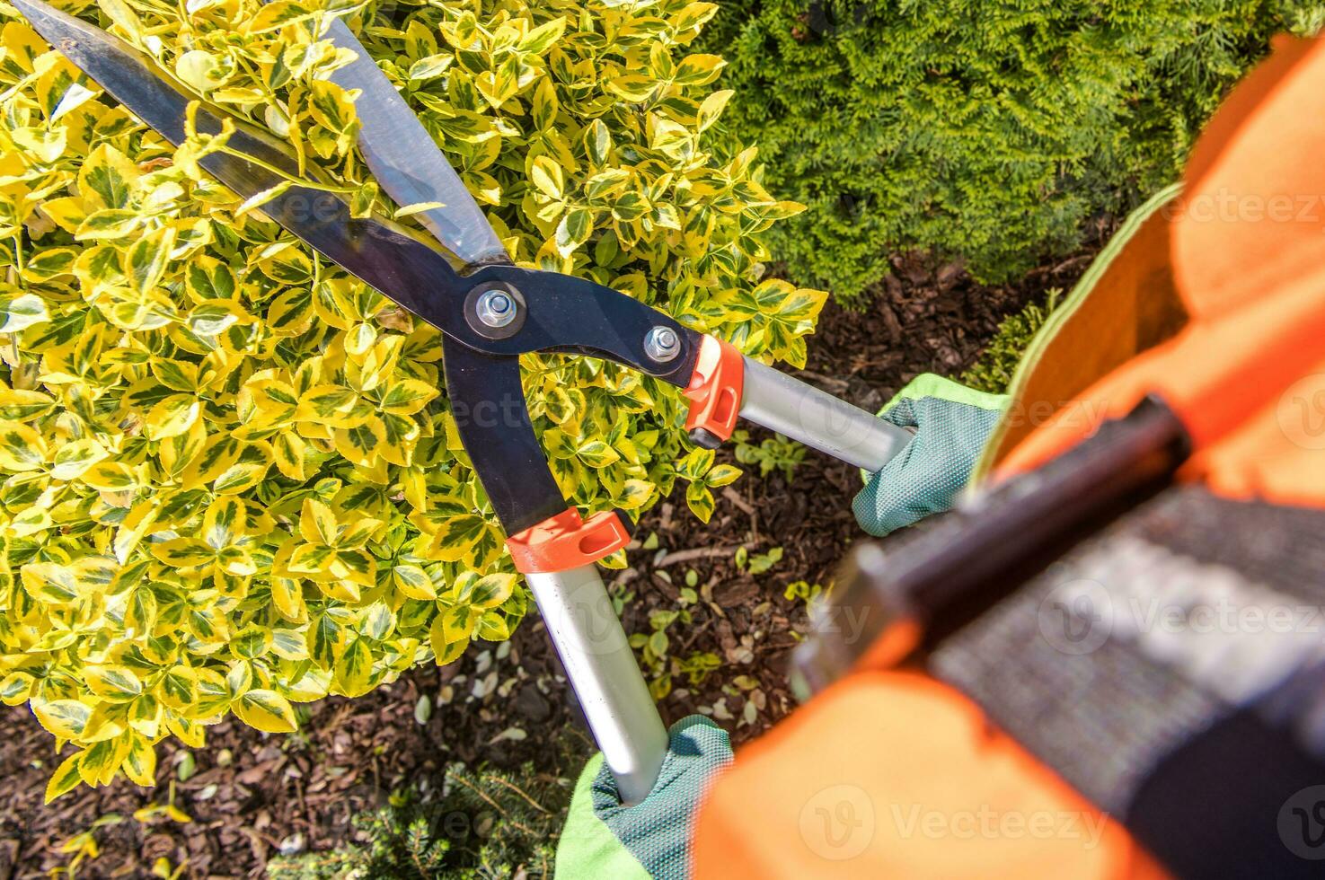Gardener Plants Trimming Job 24633876 Stock Photo at Vecteezy