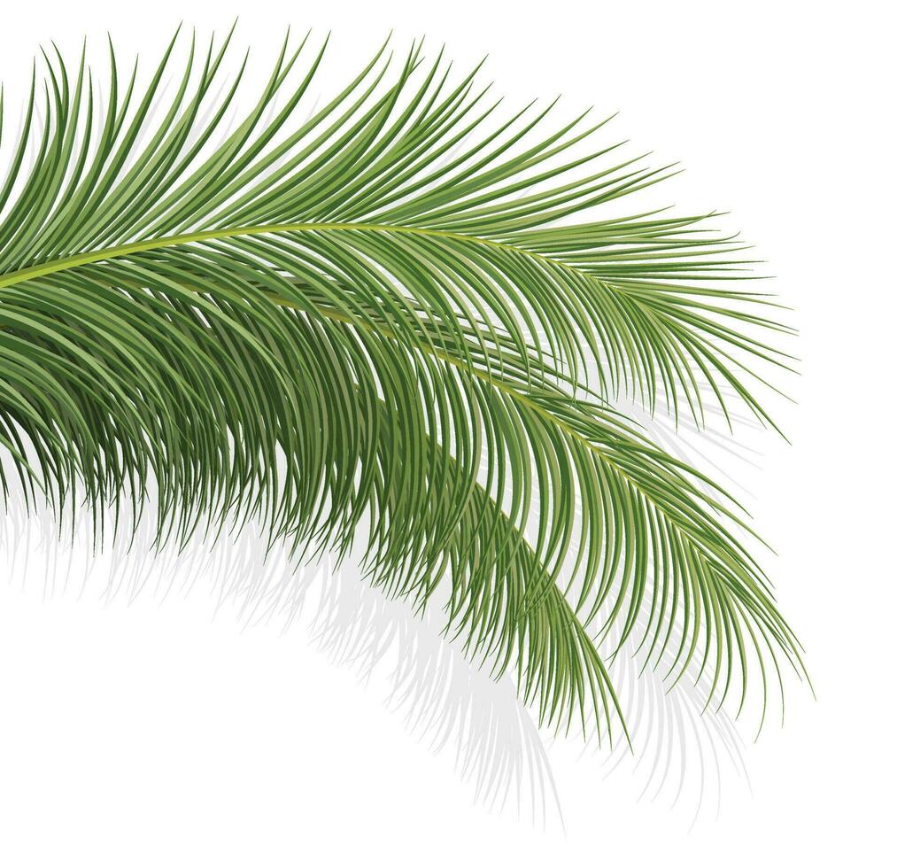coconut leaf april3 vector
