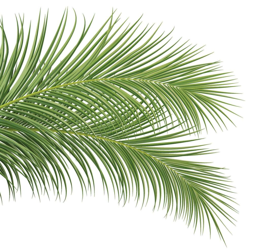 rama de palma, hoja de coco, planta tropical vector
