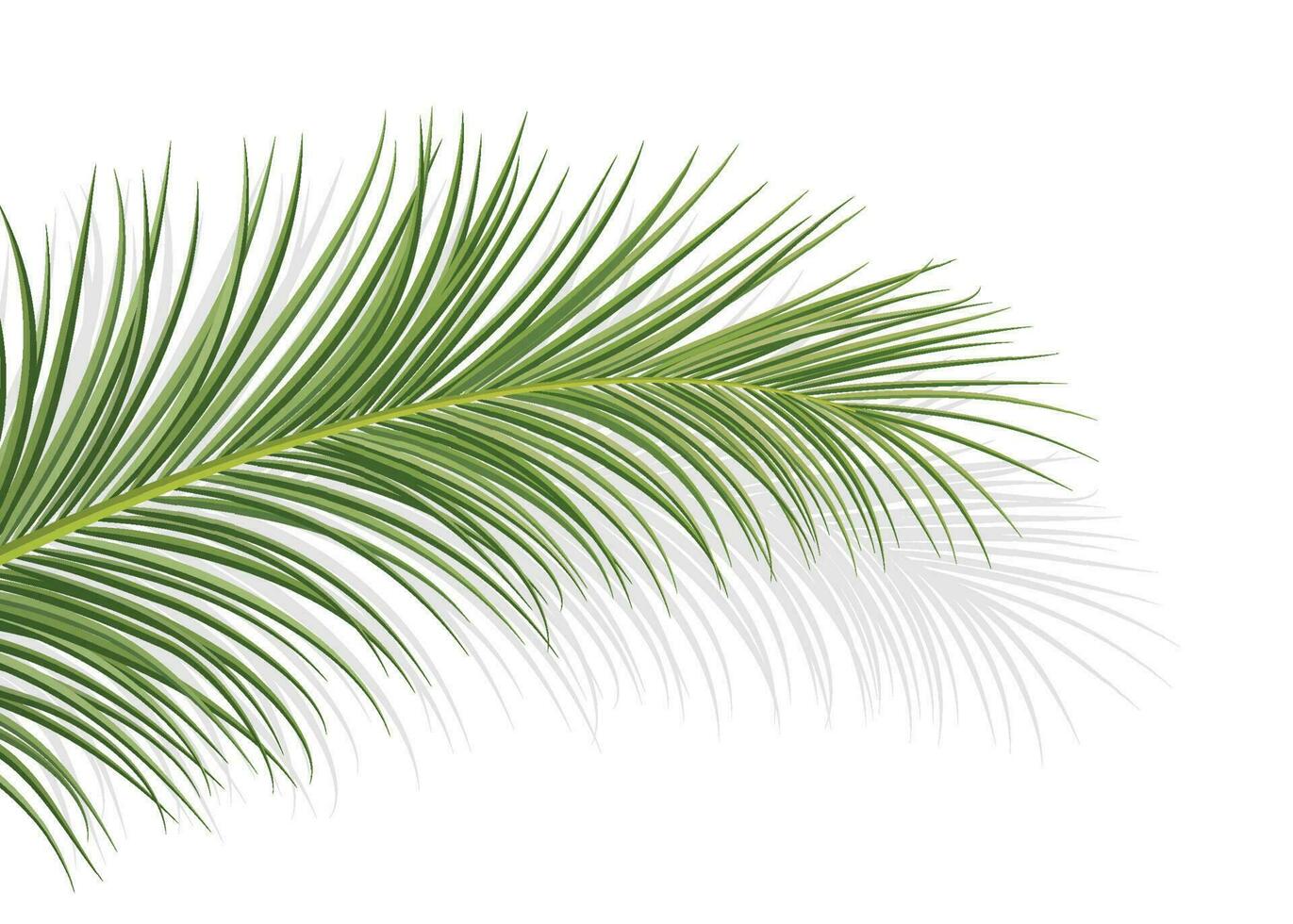 coconut leaf april4 vector
