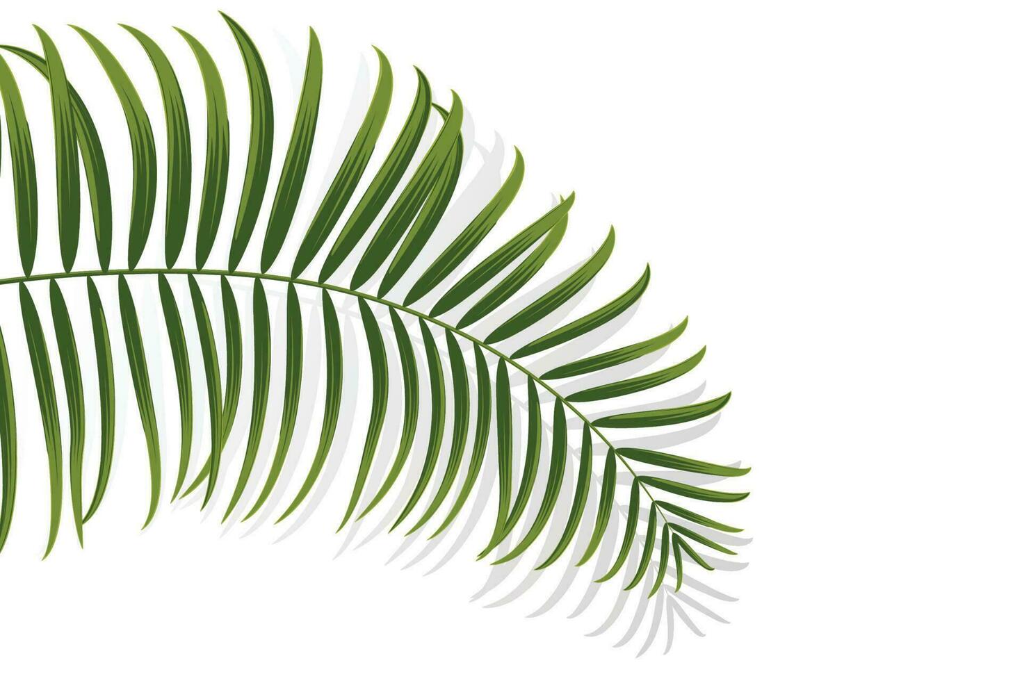 palm branch, coconut leaf, tropical plant vector