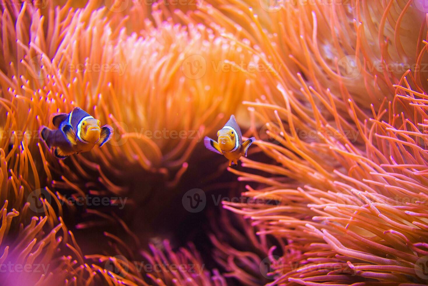 Coral Reef Clownfish photo