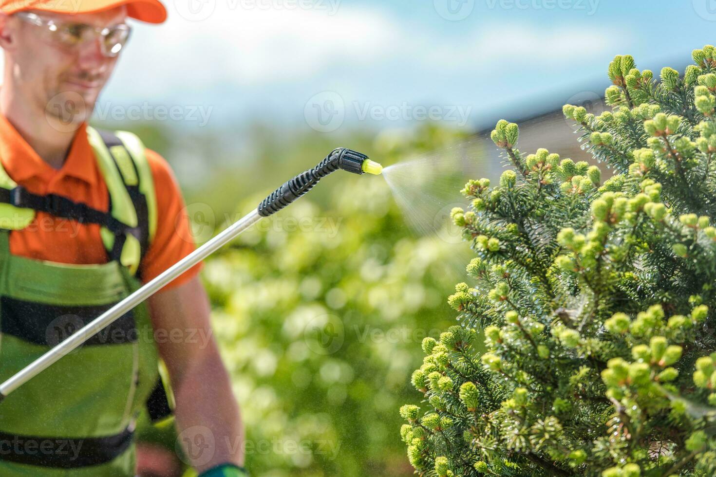 Manual Pesticide Spraying Performed by Professional Gardener photo