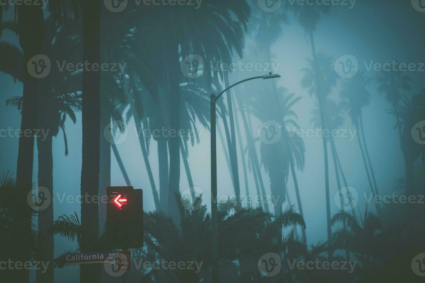 Santa Monica California Palms Covered by Coastal Fog photo