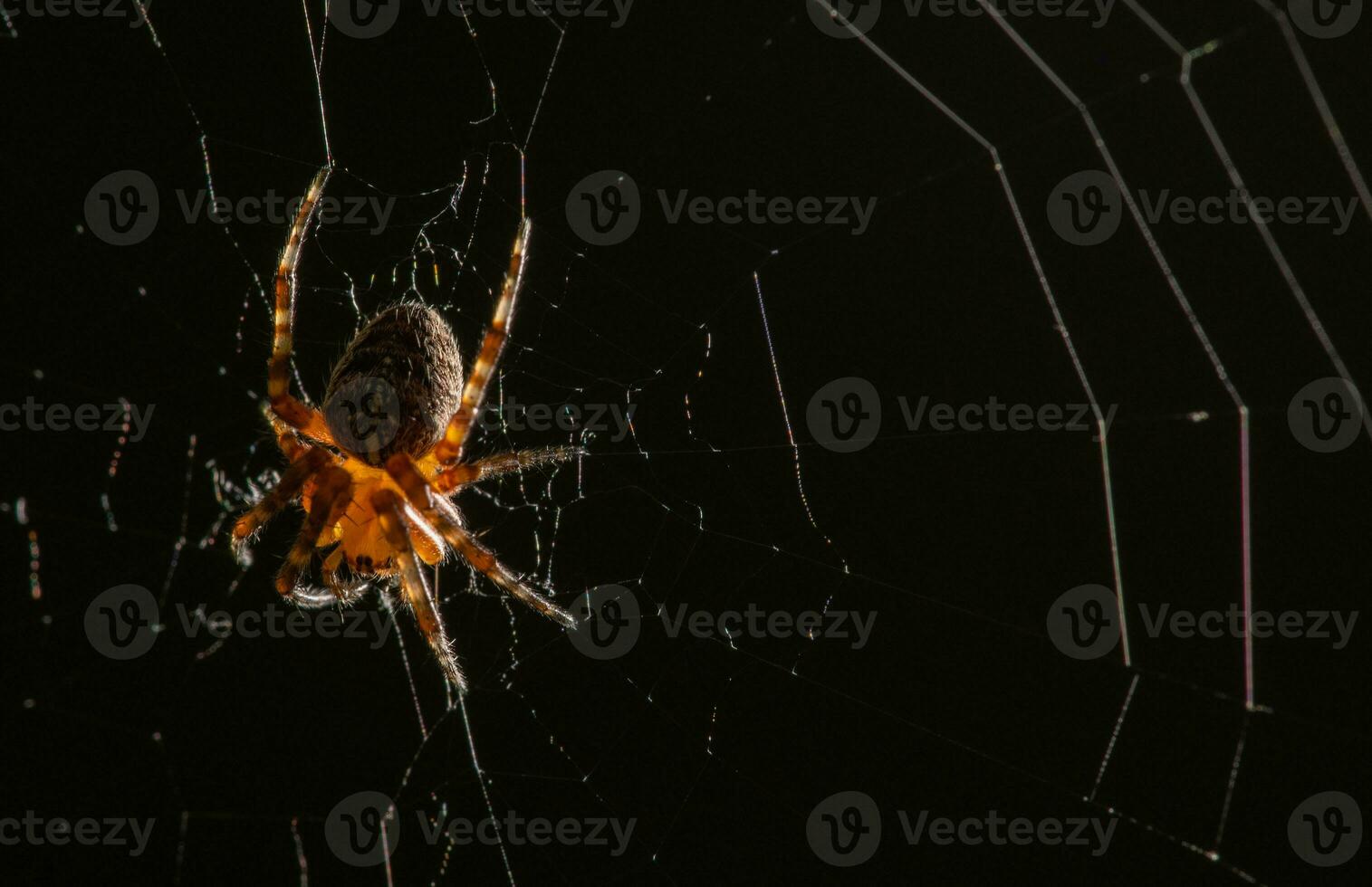 pequeño araña en circular telaraña a noche foto