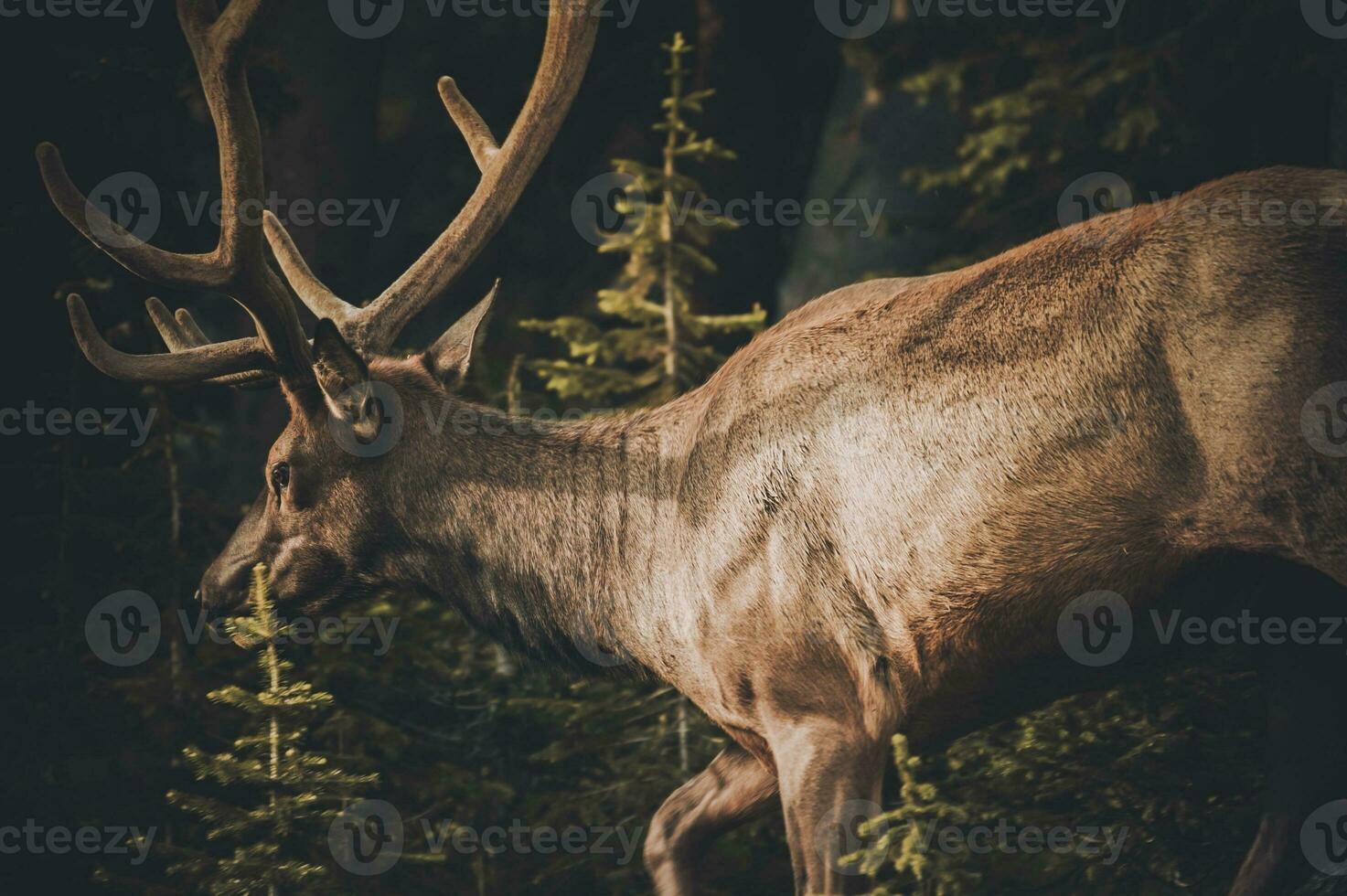 Colorado Elk in Granby photo