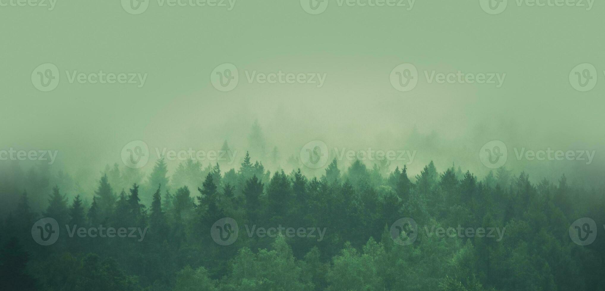 Foggy Forest Panorama photo