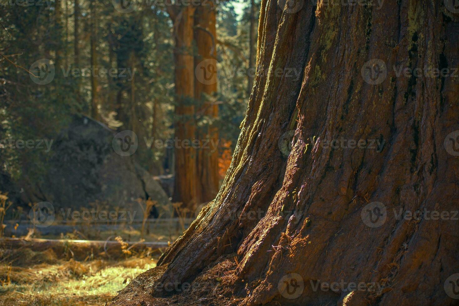 Ancient Giant Sequoia Tree photo