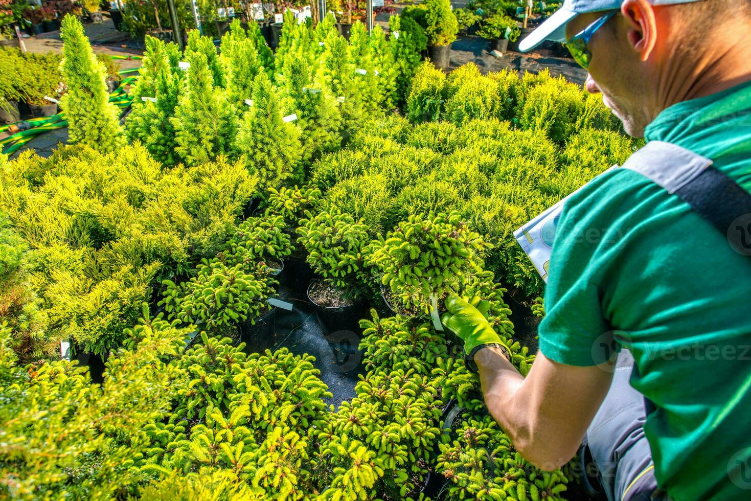 Gardener Looking For Best Rockery Plants For His Project 24635229 Stock