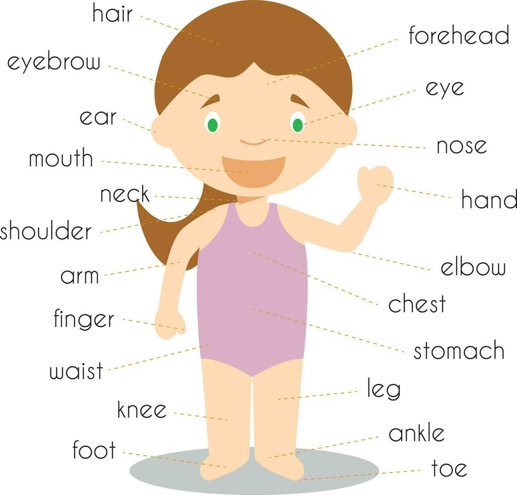 humano cuerpo partes vocabulario vector ilustración