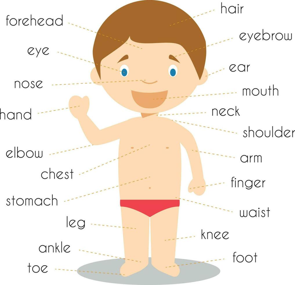 Human body parts vocabulary Vector Illustration