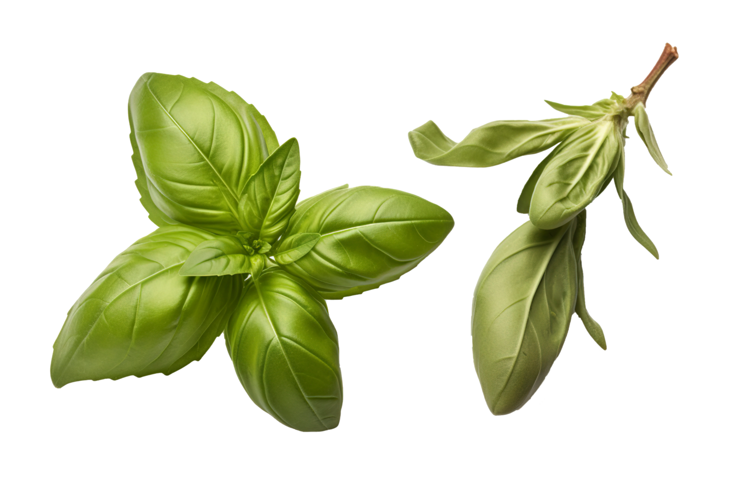 Fresh green organic basil and rosemary leaves isolated on Transparent background, Digital Art, Images, isolated on a transparent background, png