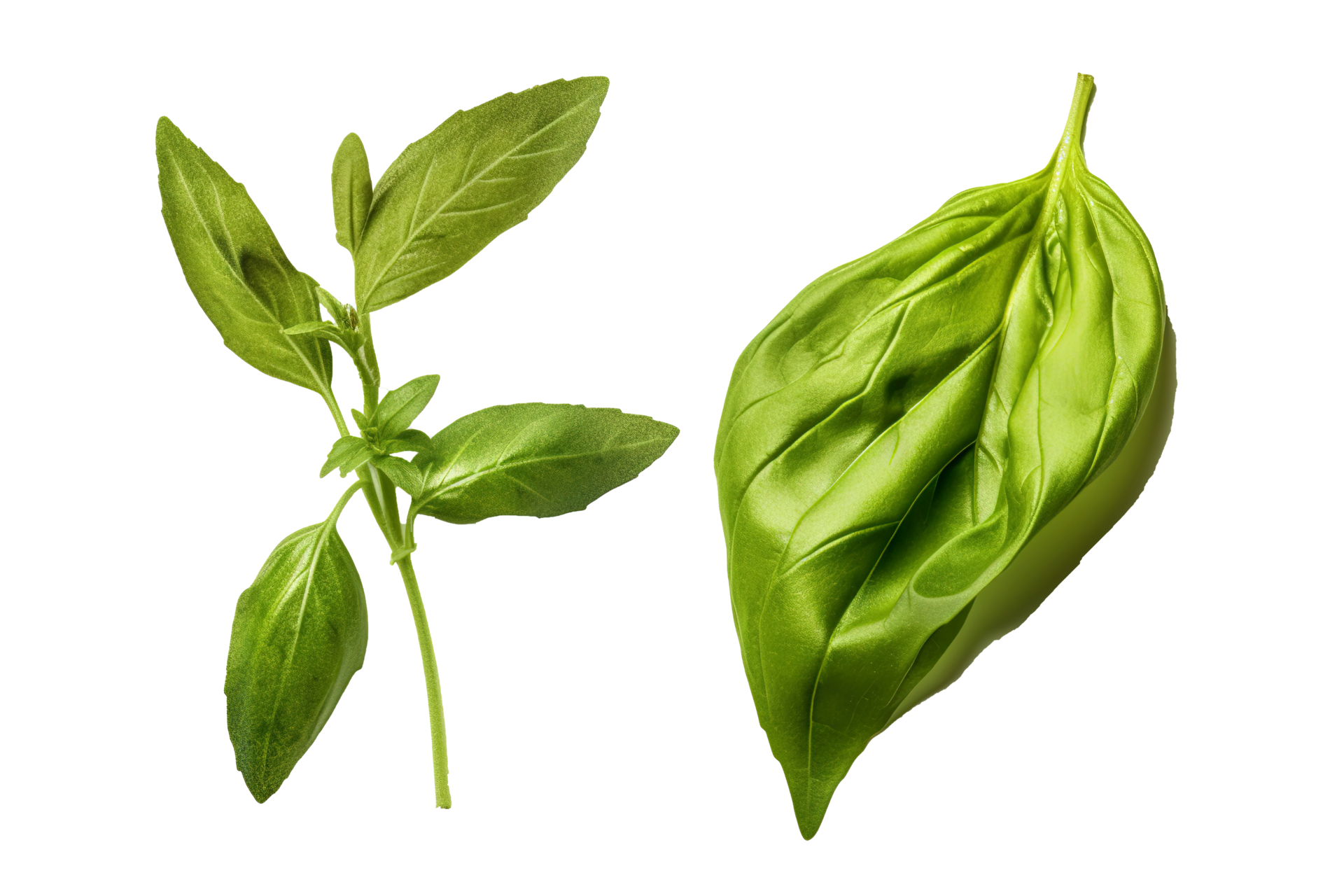 Fresh green organic basil and rosemary leaves isolated on Transparent