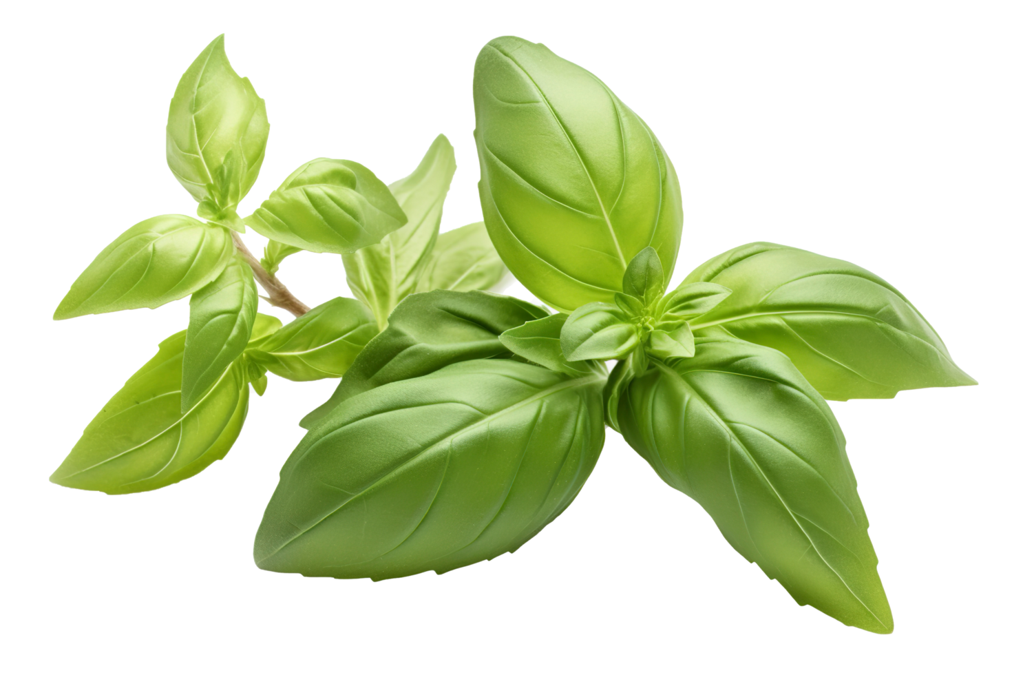 Fresh green organic basil and rosemary leaves isolated on Transparent background, Digital Art, Images, isolated on a transparent background, png