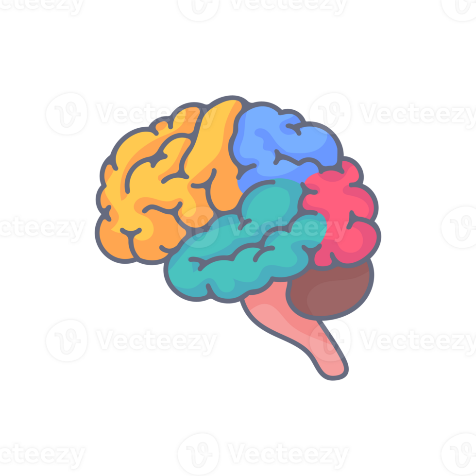 humano cerebro dentado. el concepto de desarrollando aprendizaje y creatividad habilidades. png