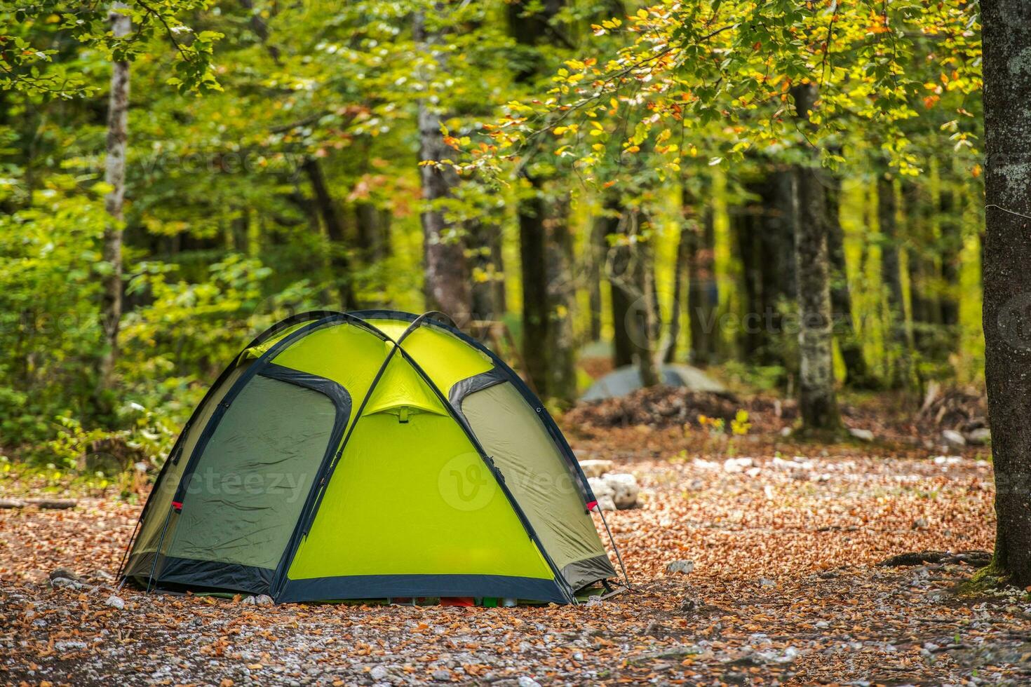 Scenic Forest Campsite photo