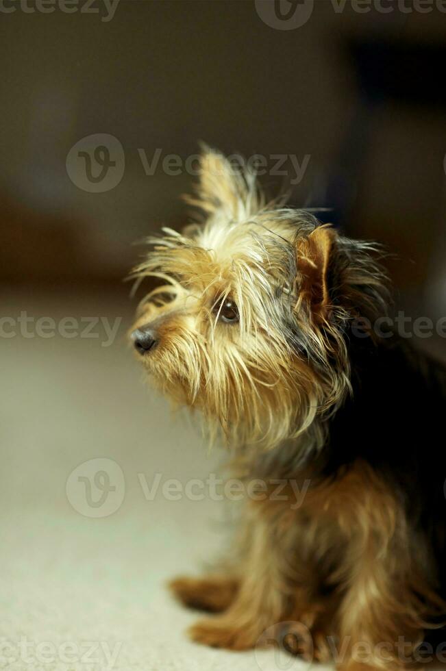 Puppy Silky Terrier Dog photo