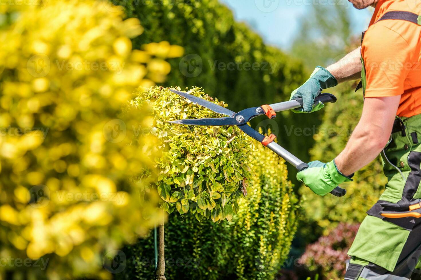 Summer Plants Maintenance photo