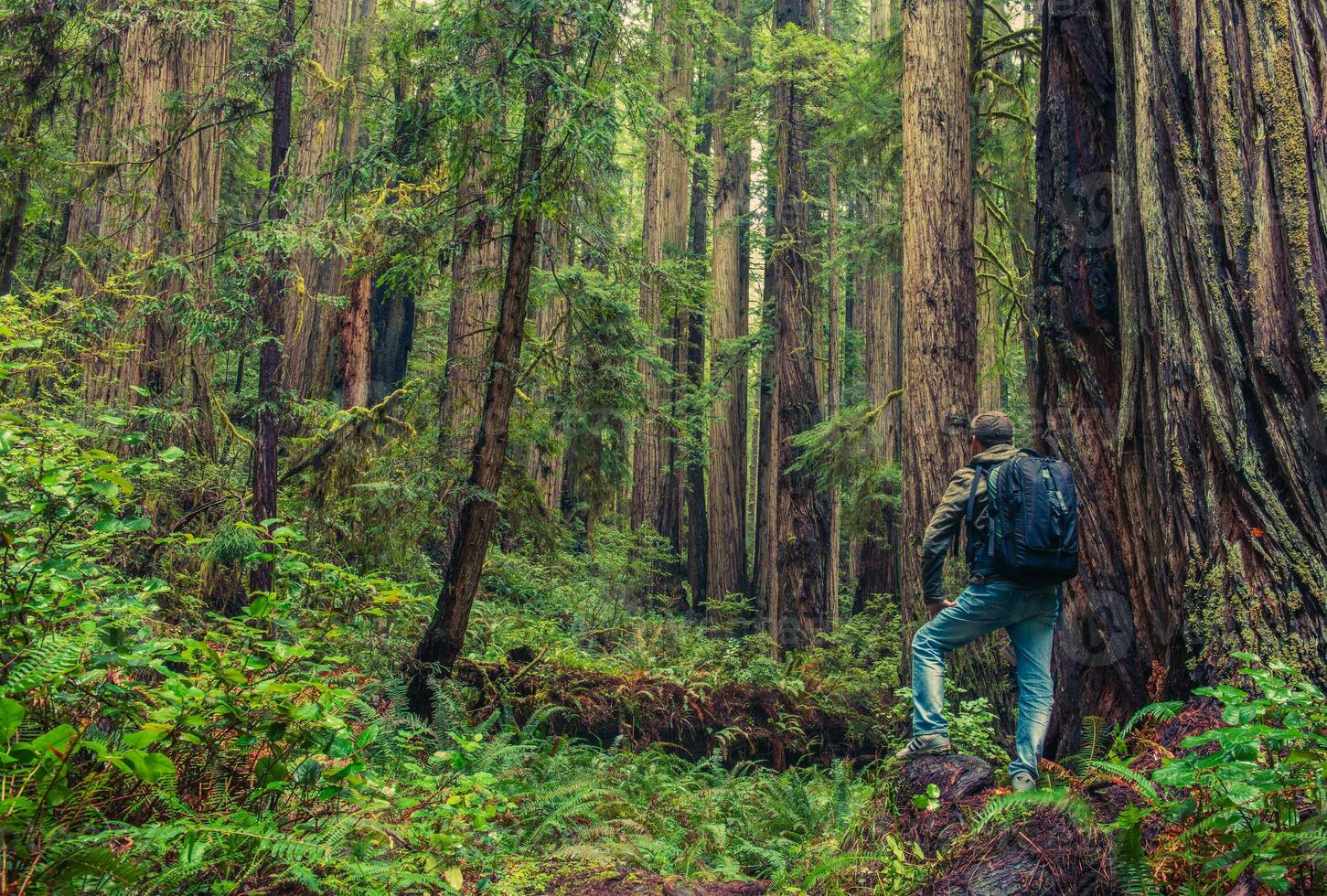 Redwood Hiking View photo