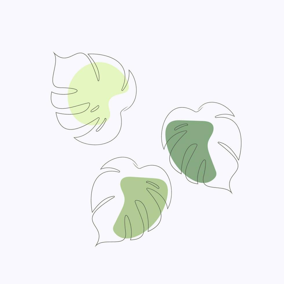 dibujo vectorial de hojas tropicales monstera deliciosa vector