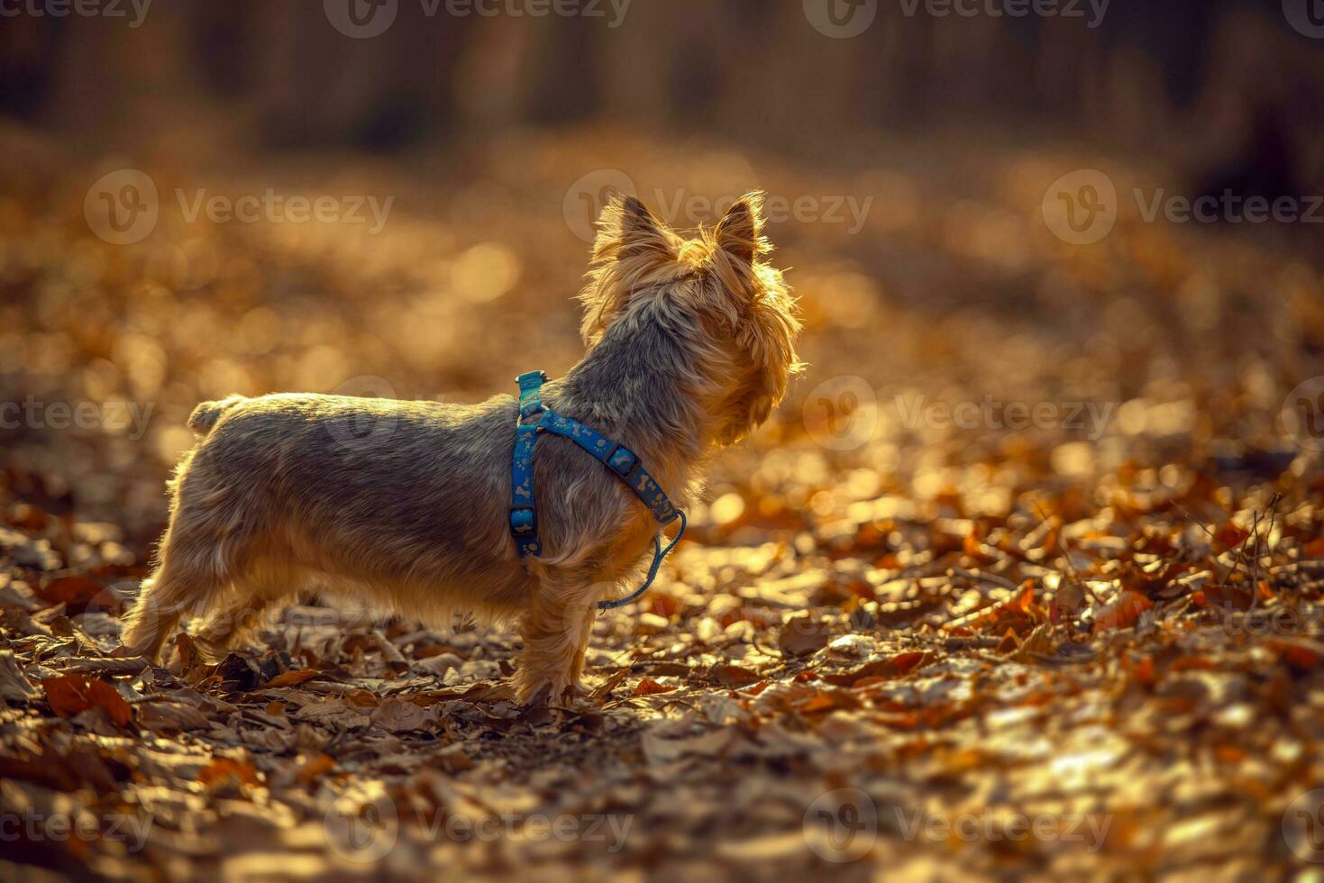 Australian Silky Terrier photo