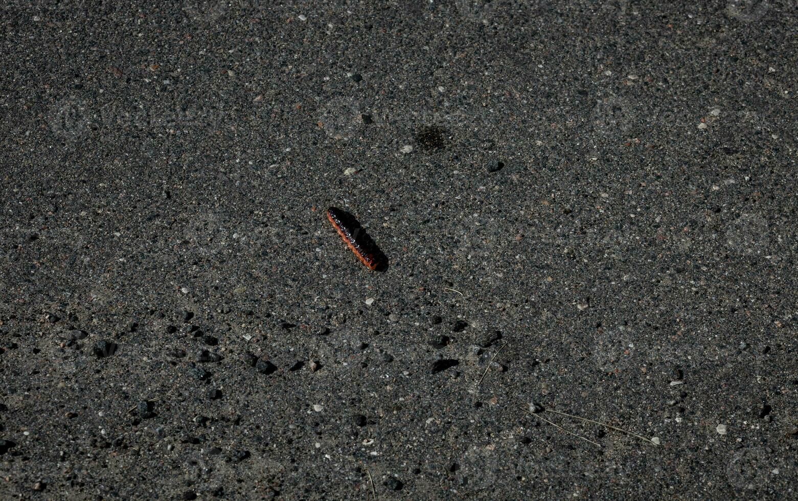 close up Black caterpillar photo