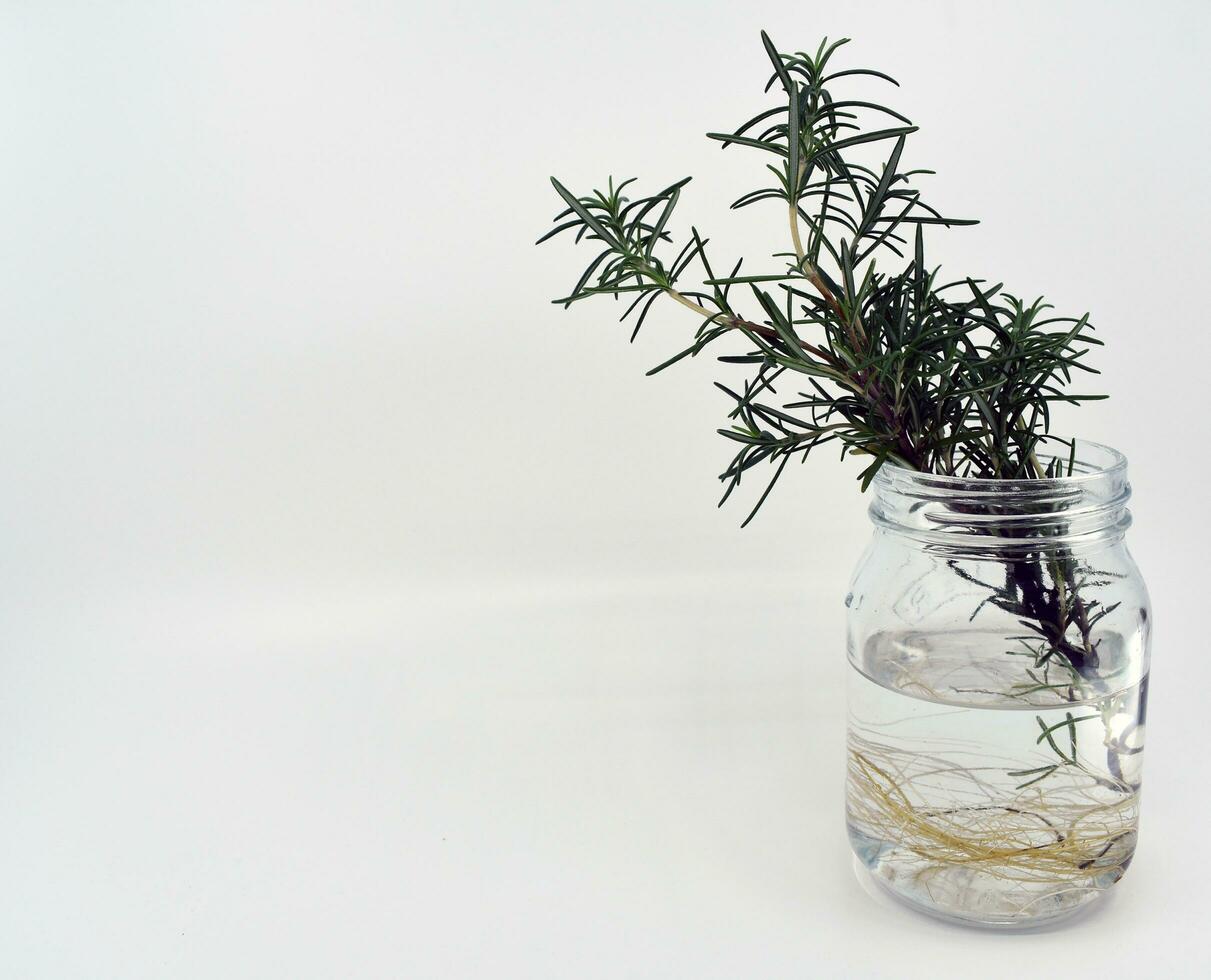 rosemary in a jar - still life photo