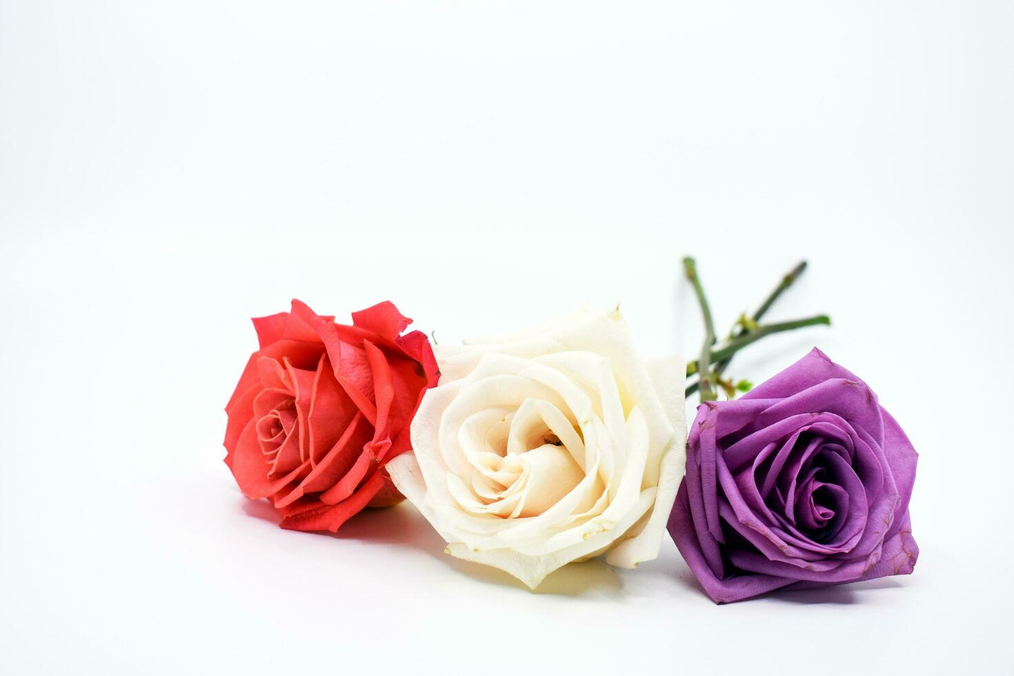 Three Roses - Still Life photo