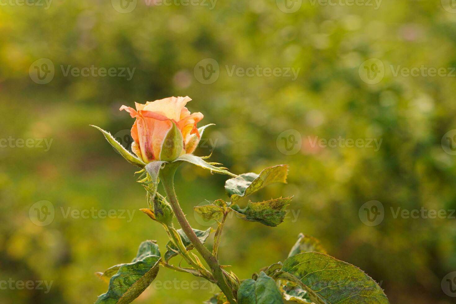 beautiful orange roses flowers on blur nature background, nature, plant, valentine, template, banner, decor, copy space photo