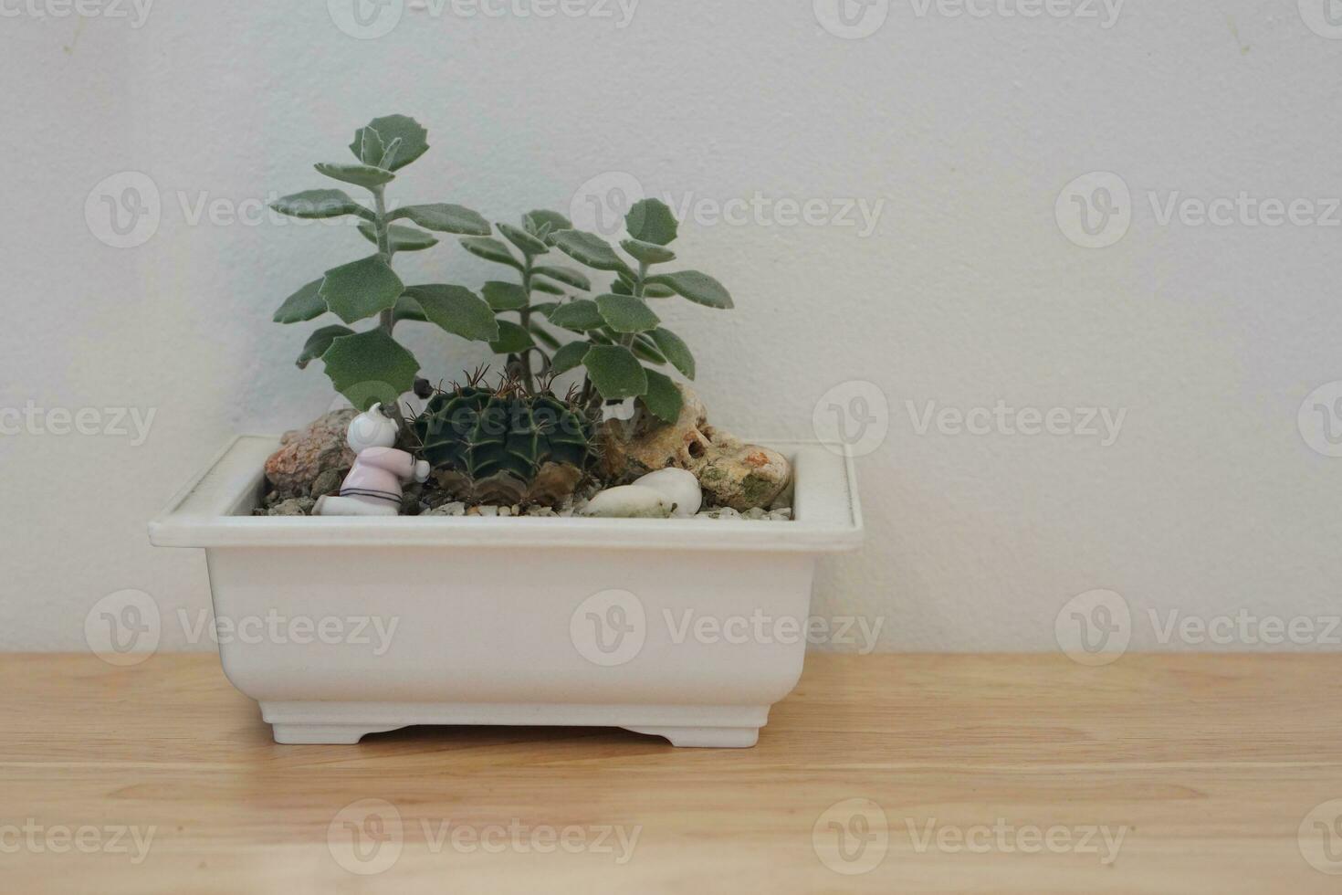 front view green tree is in a white ceramic rectangular pot on wooden floor, white wall background, nature, decor, object, copy space photo