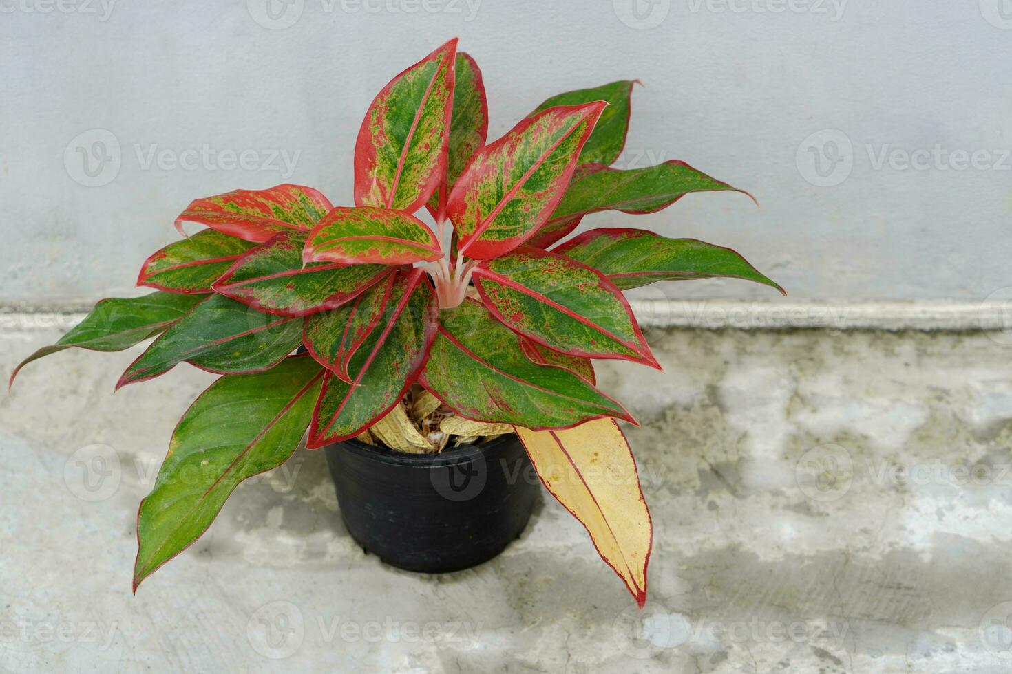 Top view Chinese Evergreen tree in black plastic pot on cement floor background, wall cement background,copy space photo