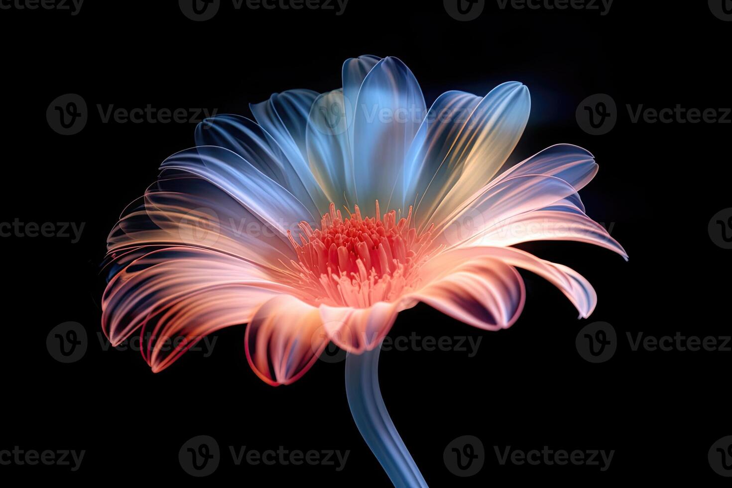 Beautiful gerbera flower isolated on black photo