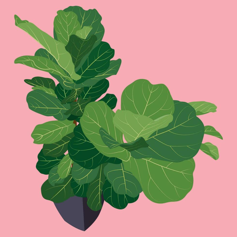 Fiddle leaf flat illustration vector
