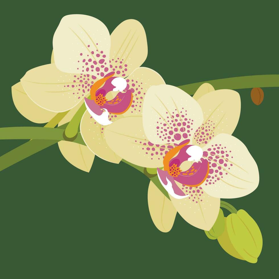 Orchid flat illustration vector