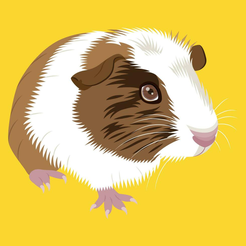 American Guinea Pig flat illustration vector