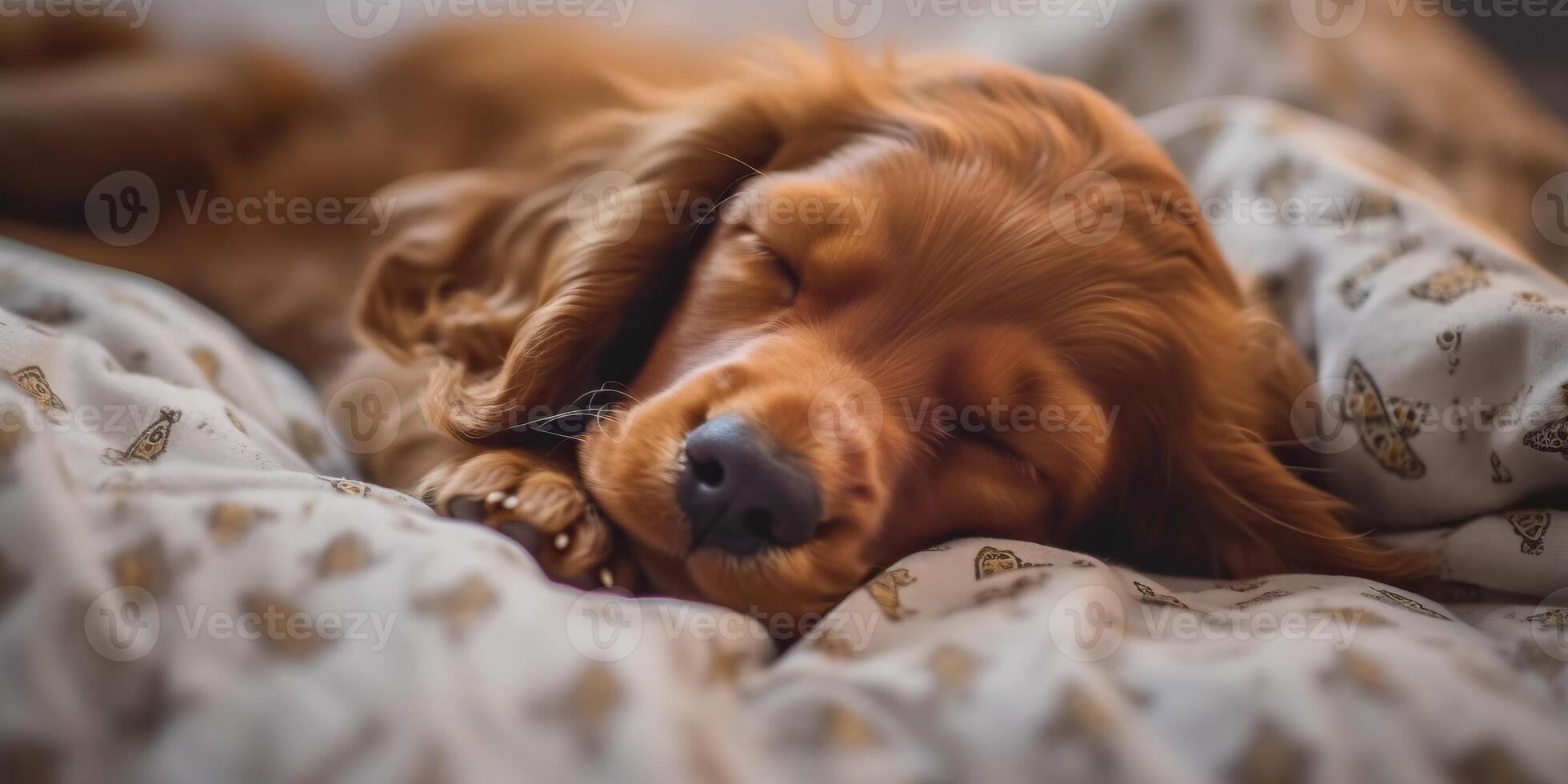 Portrait dog sleeping with light exposure photo