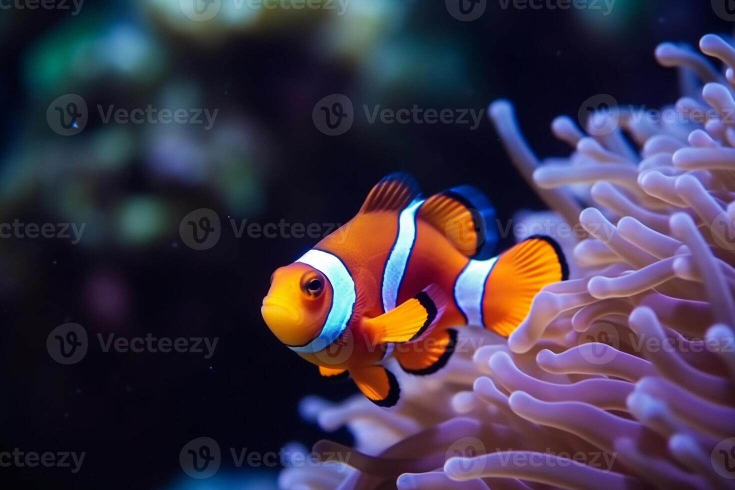 Portrait beautiful clown fish photo