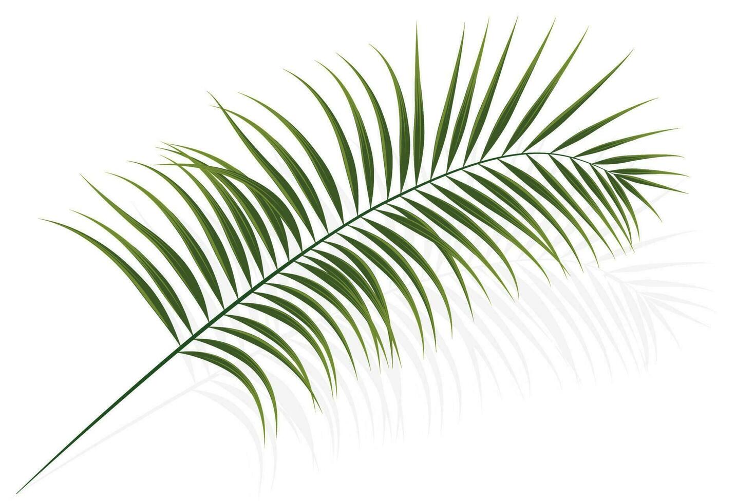 palm branch, coconut leaf, tropical plant vector