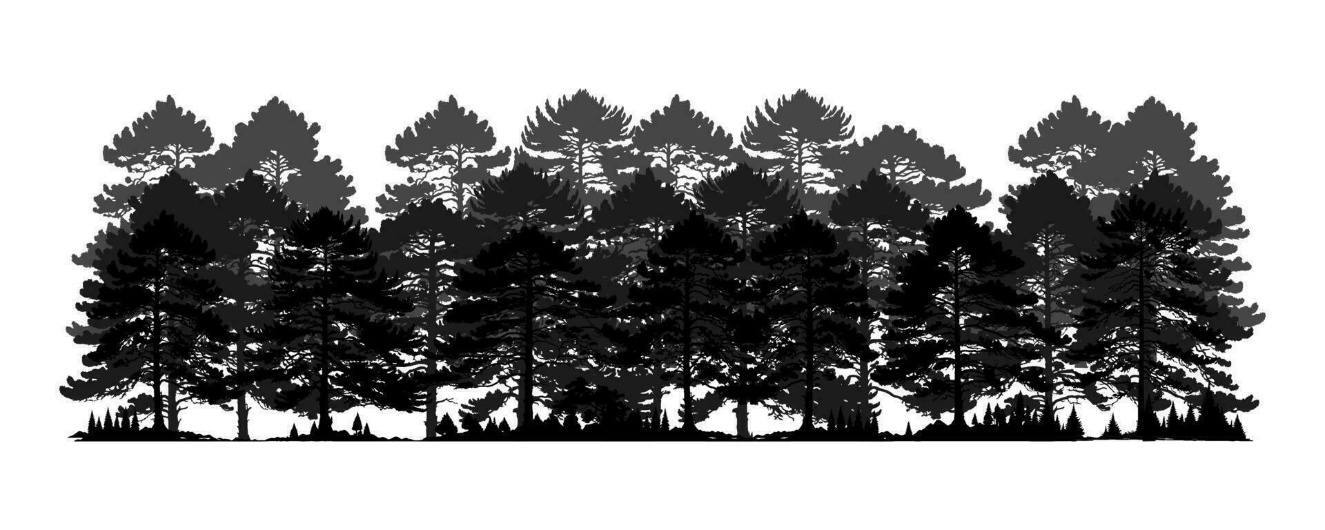 Silhouette of a pine forest. Pine forest vector isolated on white background