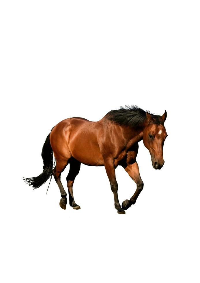 horse with white background photo